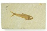 Detailed Fossil Fish (Knightia) - Wyoming #363788-1